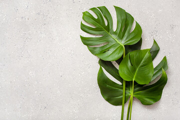 monstera leaf tropical plant on gray background © Olga Miltsova