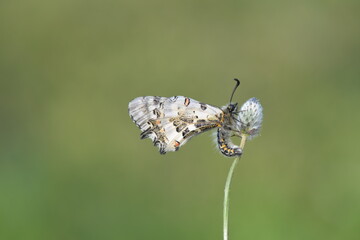 Nymphalidae, Vanessa cardui, butterfly,
