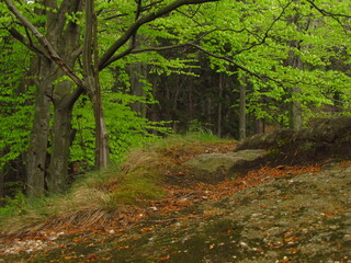 Jesienny las na tle kamienia