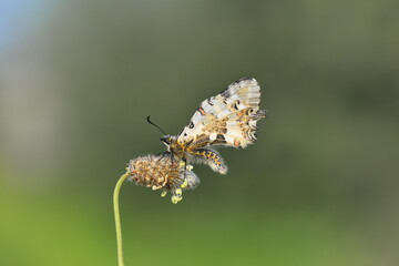 Nymphalidae, Vanessa cardui, butterfly,