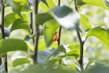 葉陰のセミの殻 Cicade shell on a Leaf