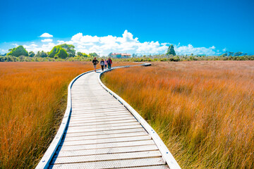 Curved Boardwalk of Okarito Lagoon