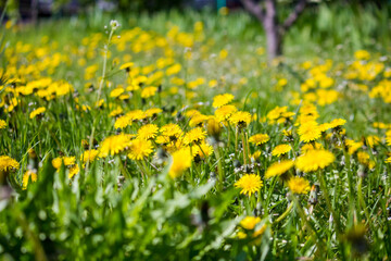 First spring dandelions in the park