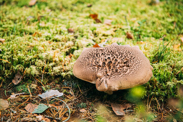 Sarcodon squamosus In Autumn Forest In Belarus. Mushroom In Autumn Forest In Belarus