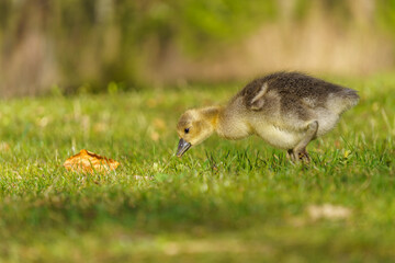 Graugans Gössel auf grüner Wiese