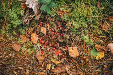 Bear Scat And Undigested Cranberries In It On Ground In Autumn Forest. Belarus Or European Part Of Russia