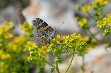 Vanessa cardui, 
Vanessa cardui is a well-known colourful butterfly, known as the painted lady.