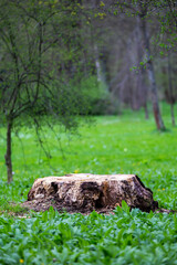 A trunk of an old, felled tree sticking out from the carpet of a lily of the valley in a city park. Made on a cloudy day. Soft light.