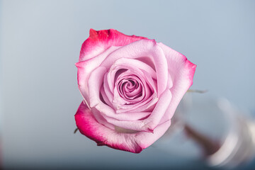 Top view of a bicolore pink and red rose