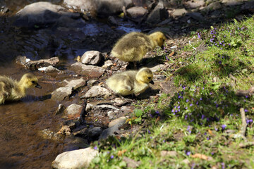 kleine gäseküken erkunden das bachufer