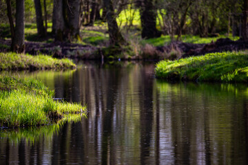 City park in the sunshine. A play of light and shadow between the trees. Made on a sunny day. Atmospheric light.