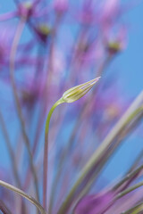 Focus sur une fleur ferm&eacute;e verte d'un ail d&eacute;coratif violet sur fond bleu