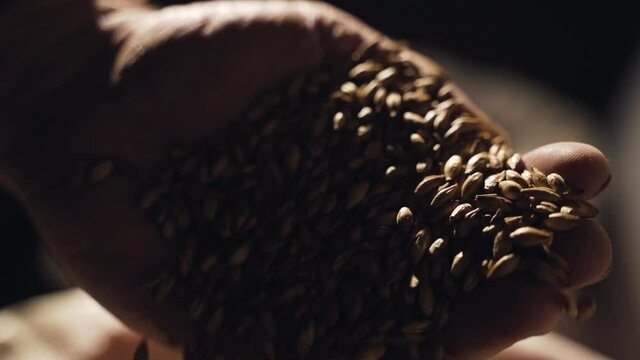 Man's palm takes malt menu and sprinkles seeds in slow motion. Brewing ingredient