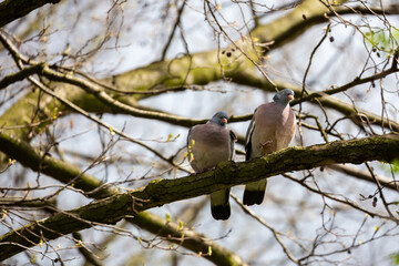 Hugging and kissing pigeons on a branch.