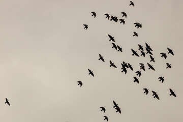 pigeons flying on cloudy day 