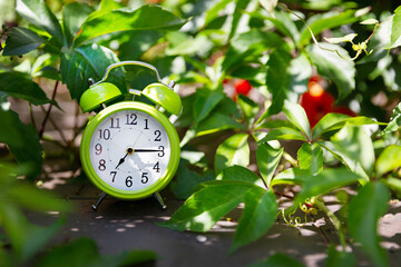 Green alarm clock in the green foliage in nature, shows 7 o'clock in the morning. Early morning concept.