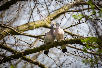 Hugging and kissing pigeons on a branch.