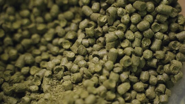 Close-up of man brewing green malt for brewing. Ingredient for brewing beer