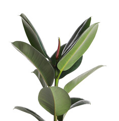 Ficus elastica plant with fresh green leaves on white background