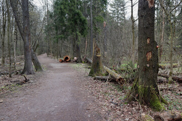 dirt road in the coniferous forest in the summer sawn trunks