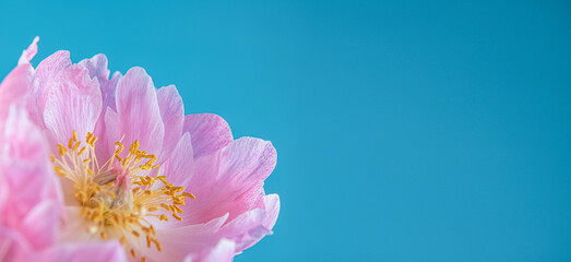 gros plan d'une pivoine rose sur un fond bleu avec espace