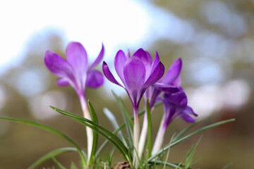 Fototapeta premium Fresh purple crocus flowers growing on blurred background