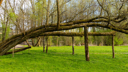 Old tree limbs supported by stumps and secured against breaking. Made on a sunny day. Park in...