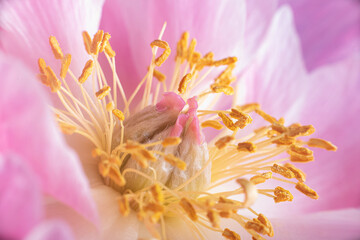 Fototapeta na wymiar Full frame of a Peony with macro detail of its heart, with pistil ,stamen and pollen
