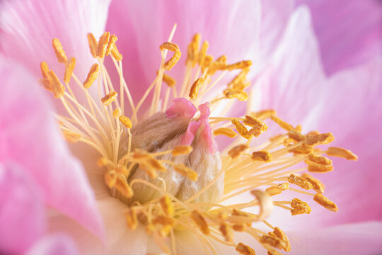 Full frame of a Peony with macro detail of its heart, with pistil ,stamen and pollen
