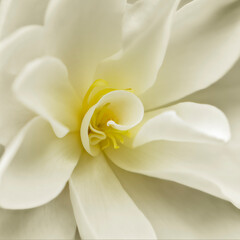 Obraz na płótnie Canvas White Camelia flower macro close-up