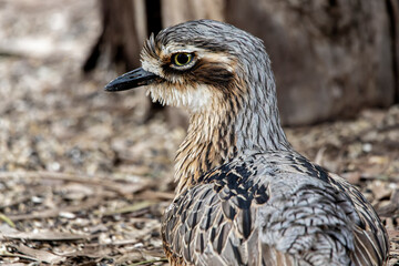 Obraz premium Bush stone-curlew (Burhinus grallarius)