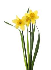 Beautiful blooming yellow daffodils on white background