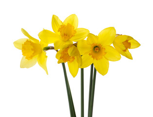 Beautiful blooming yellow daffodils on white background