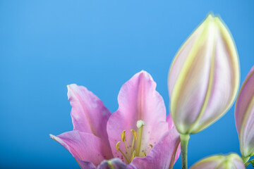 Magnifiques fleurs de Lys Vendôme sur fond bleu