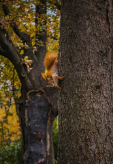 Small red tree squirell on tree trunk
