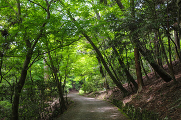 Fototapeta premium 新緑の森を抜ける狭い山道