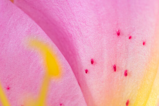 Fototapeta Macro detail à l'intérieur d'une fleur de Lys Vendôme