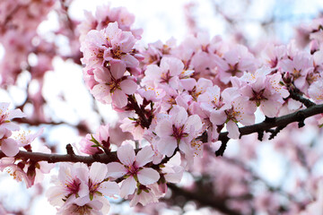 Delicate spring pink cherry blossoms on tree outdoors, closeup