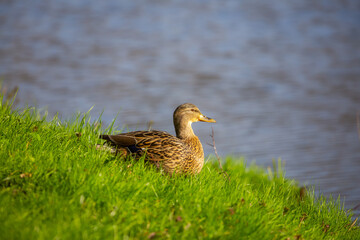 A close-up of a duck female jumping into a pond.. Made on a sunny day