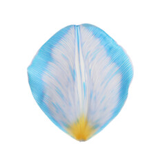 Beautiful fresh tulip petal isolated on white