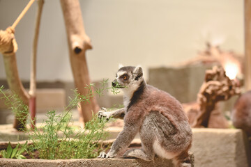 ワオキツネザル