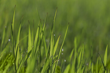 Fresh green grass with dew drops on spring morning, closeup.