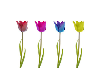 tulips