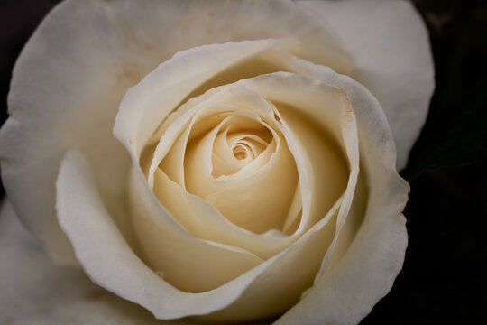 Close-up of a white rose in full bloom on dark background. Macro photography of flower with selective focus in moody tones