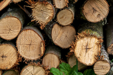 Wood logs are piled in a pile..