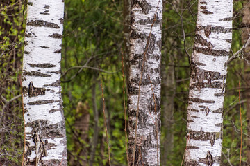 Fototapeta premium Three birch trunks in the spring..