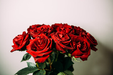 luxurious bouquet of large red roses close-up on a light background in the dark. low key photography, noir