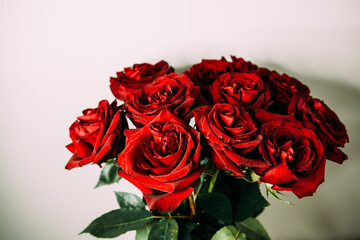 luxurious bouquet of large red roses close-up on a light background in the dark. low key photography, noir