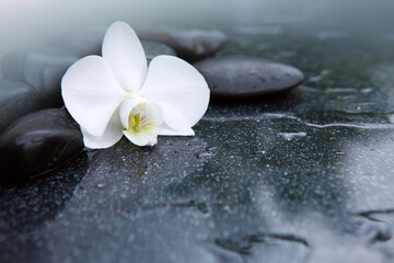 Obraz na płótnie Canvas White orchid flower and stone with water drops isolated