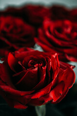 luxurious bouquet of large red roses close-up. low key photography, noir